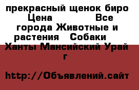 прекрасный щенок биро › Цена ­ 20 000 - Все города Животные и растения » Собаки   . Ханты-Мансийский,Урай г.